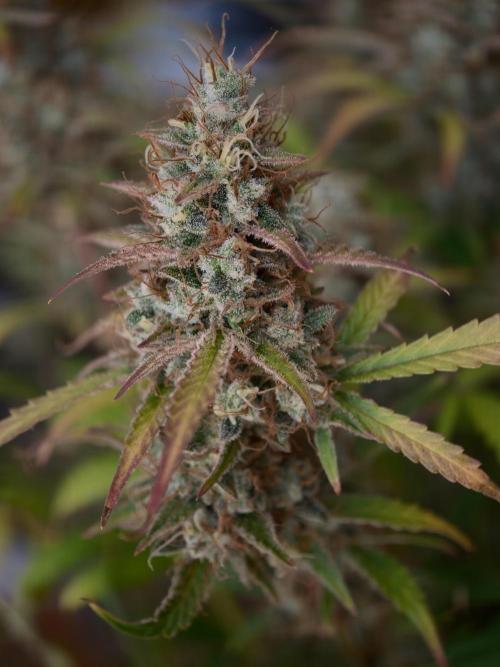 Pineapple Pulse auto OSS. Week 9