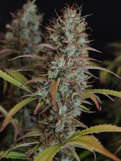 Pineapple Pulse auto OSS. Week 9