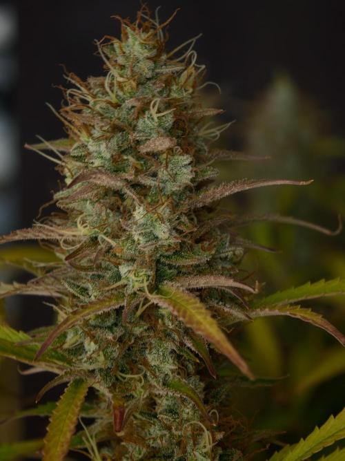 Pineapple Pulse auto OSS. Week 9