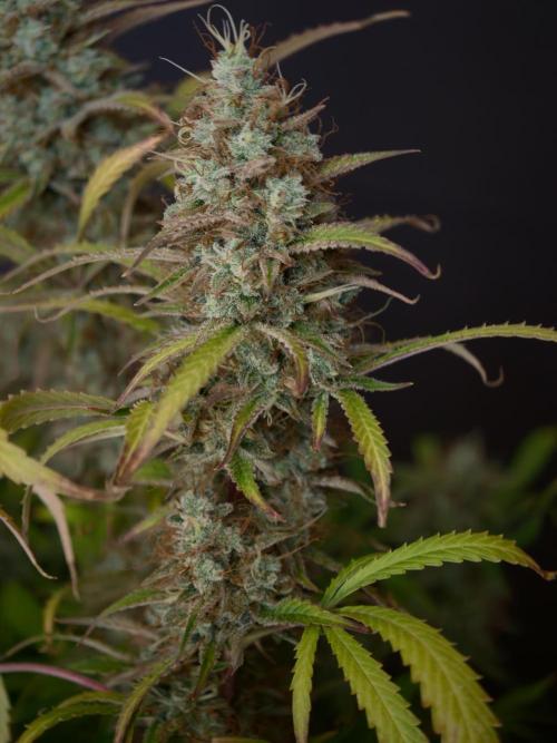 Pineapple Pulse auto OSS. Week 9