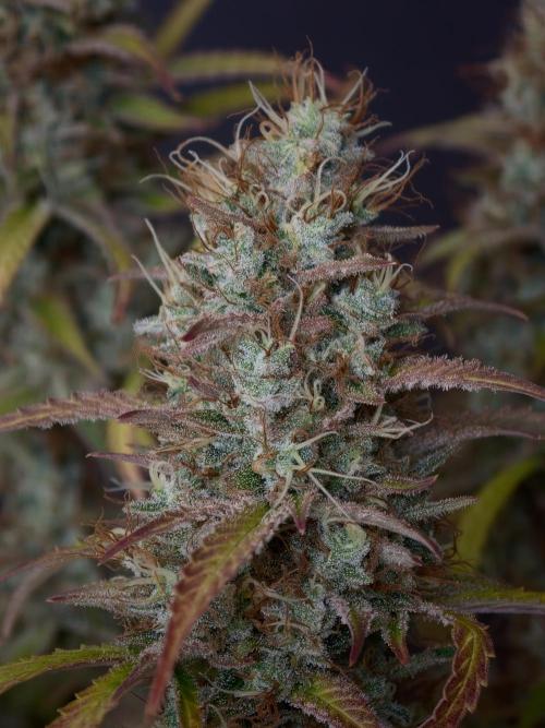 Pineapple Pulse auto OSS. Week 9