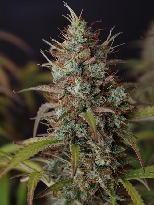 Pineapple Pulse auto OSS. Week 9