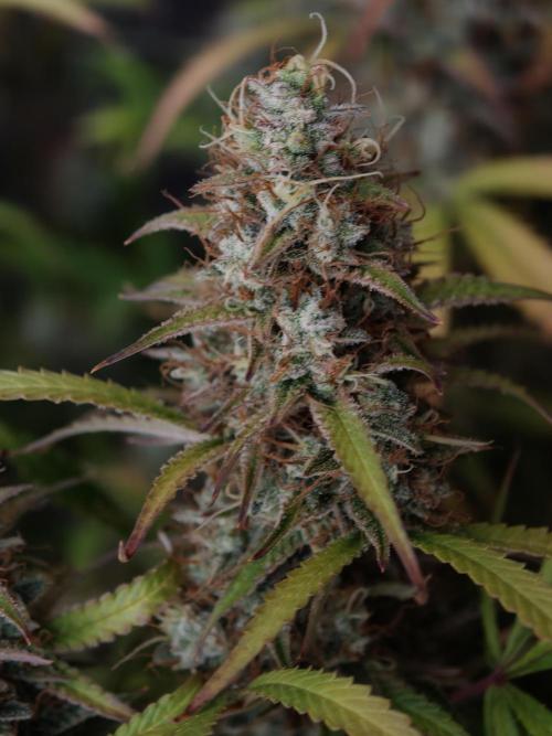 Pineapple Pulse auto OSS. Week 9