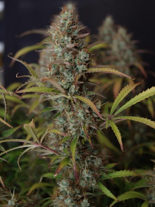 Pineapple Pulse auto OSS. Week 9