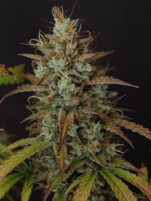 Pineapple Pulse auto OSS. Week 9
