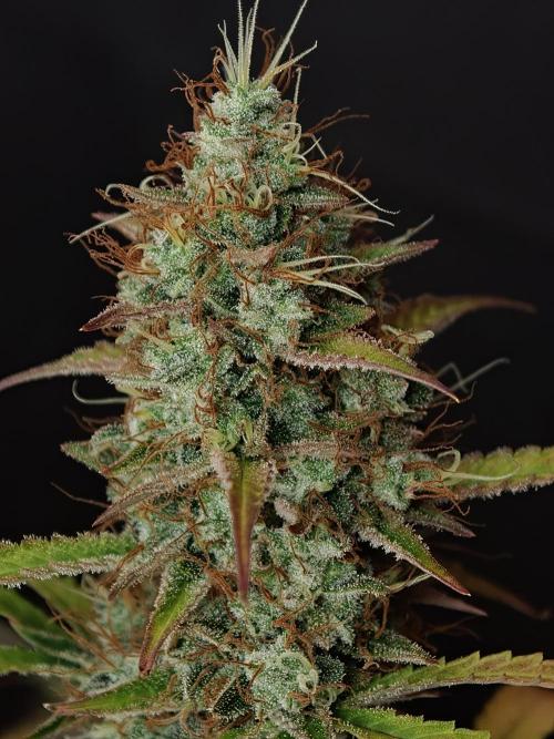 Pineapple Pulse auto OSS. Week 9