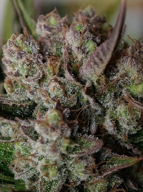 Colorado Cookies XL auto OSS. Week 11