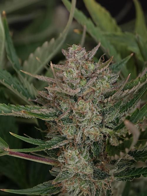 Colorado Cookies XL auto OSS. Week 11
