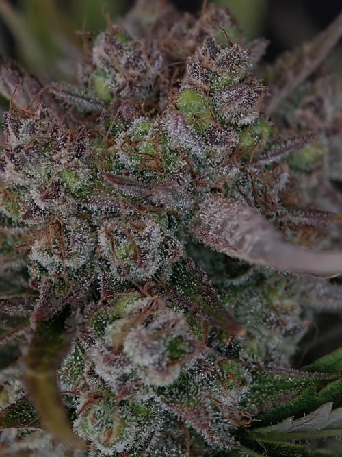 Colorado Cookies XL auto OSS. Week 11