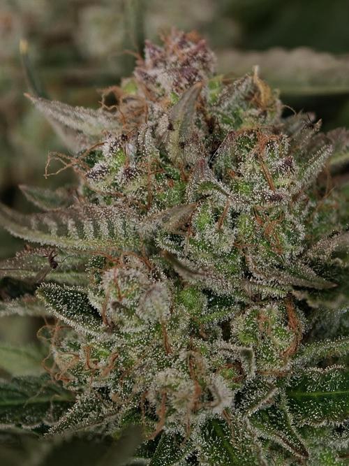 Colorado Cookies XL auto OSS. Week 11
