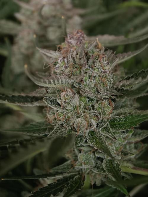 Colorado Cookies XL auto OSS. Week 11