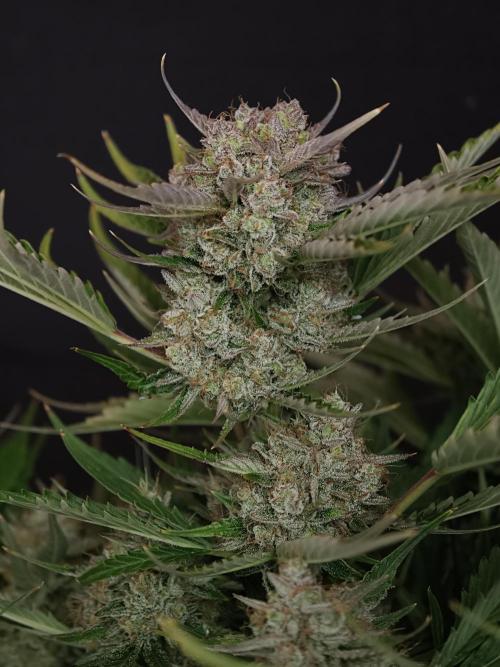 Colorado Cookies XL auto OSS. Week 11
