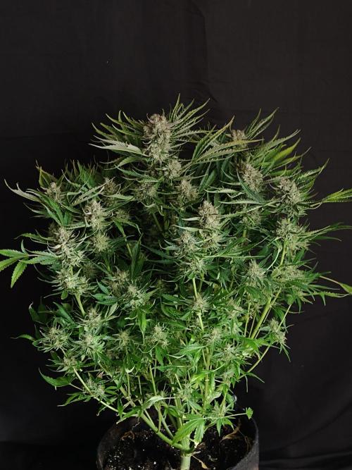 Colorado Cookies XL auto OSS. Week 11