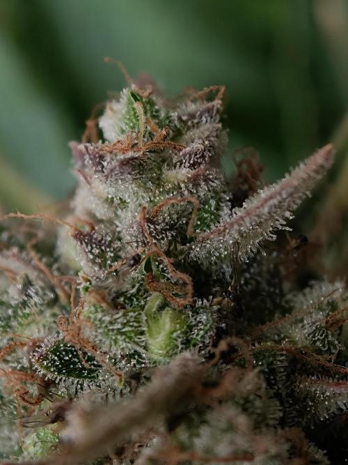 Colorado Cookies XL auto OSS. Week 11