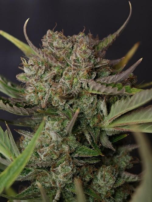 Colorado Cookies XL auto OSS. Week 11