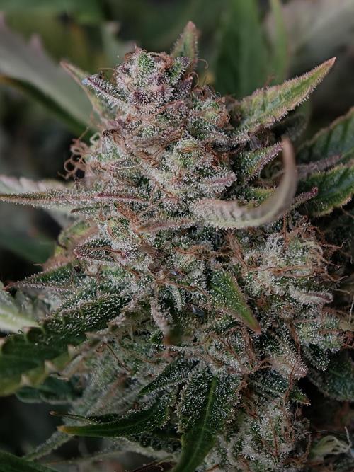 Colorado Cookies XL auto OSS. Week 11