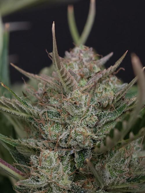 Colorado Cookies XL auto OSS. Week 11