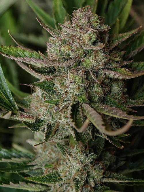 Colorado Cookies XL auto OSS. Week 11