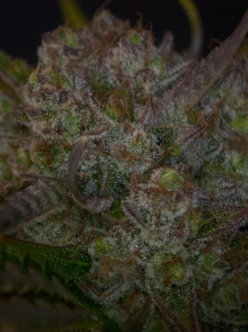 Colorado Cookies XL auto OSS. Week 11