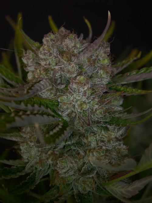 Colorado Cookies XL auto OSS. Week 11