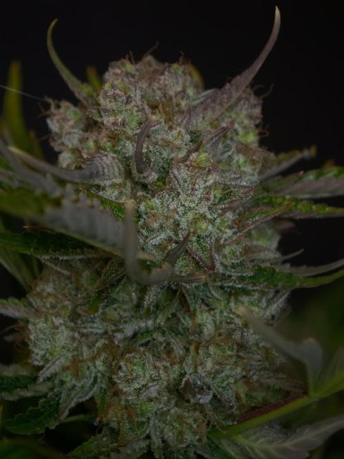 Colorado Cookies XL auto OSS. Week 11