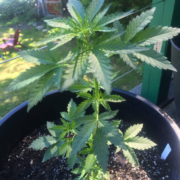 Amnesia Haze Auto Containers. Week 6