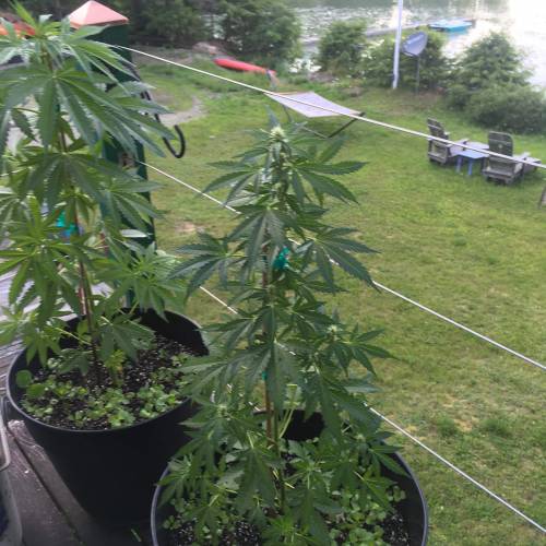 Amnesia Haze Auto Containers. Week 8