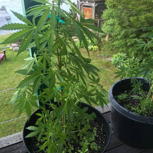 Amnesia Haze Auto Containers. Week 8