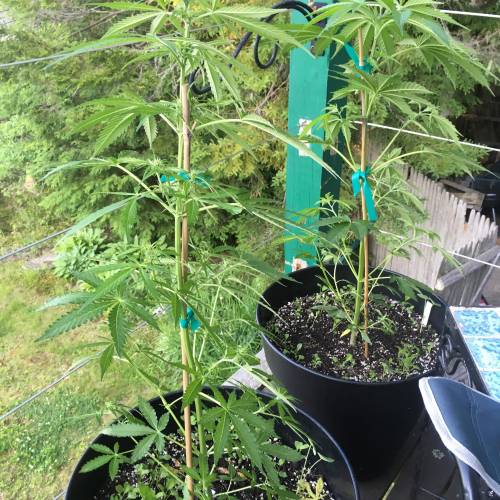 Amnesia Haze Auto Containers. Week 8