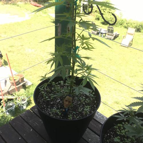 Amnesia Haze Auto Containers. Week 8