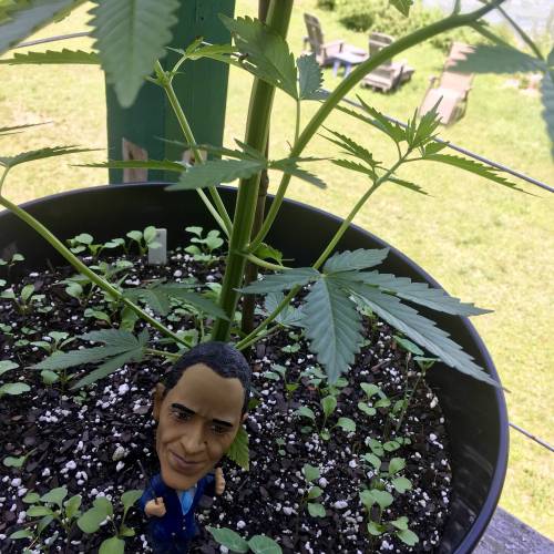 Amnesia Haze Auto Containers. Week 8