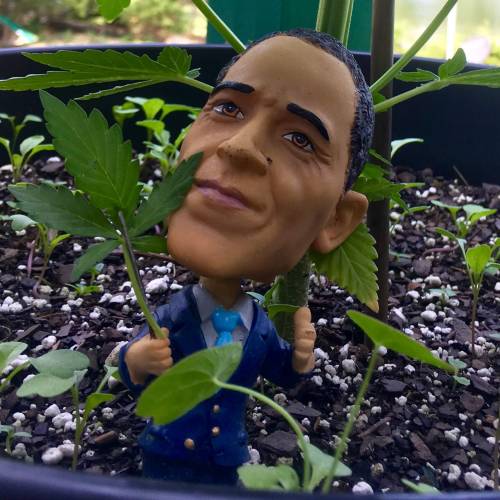 Amnesia Haze Auto Containers. Week 8