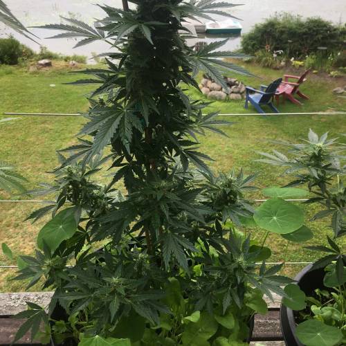 Amnesia Haze Auto Containers. Week 11 - Really stacking up. Impressed with these auto seeds