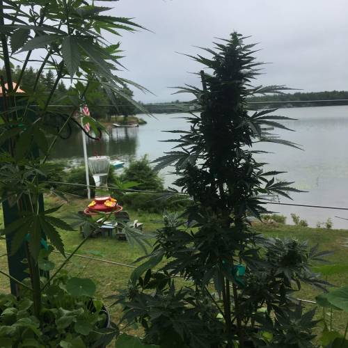 Amnesia Haze Auto Containers. Week 11