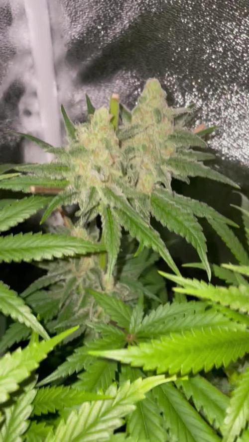 Gelato