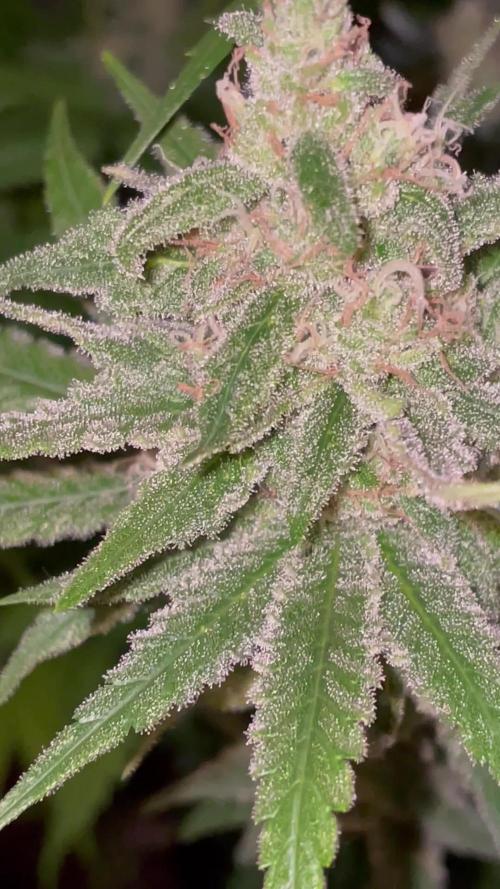 Gelato