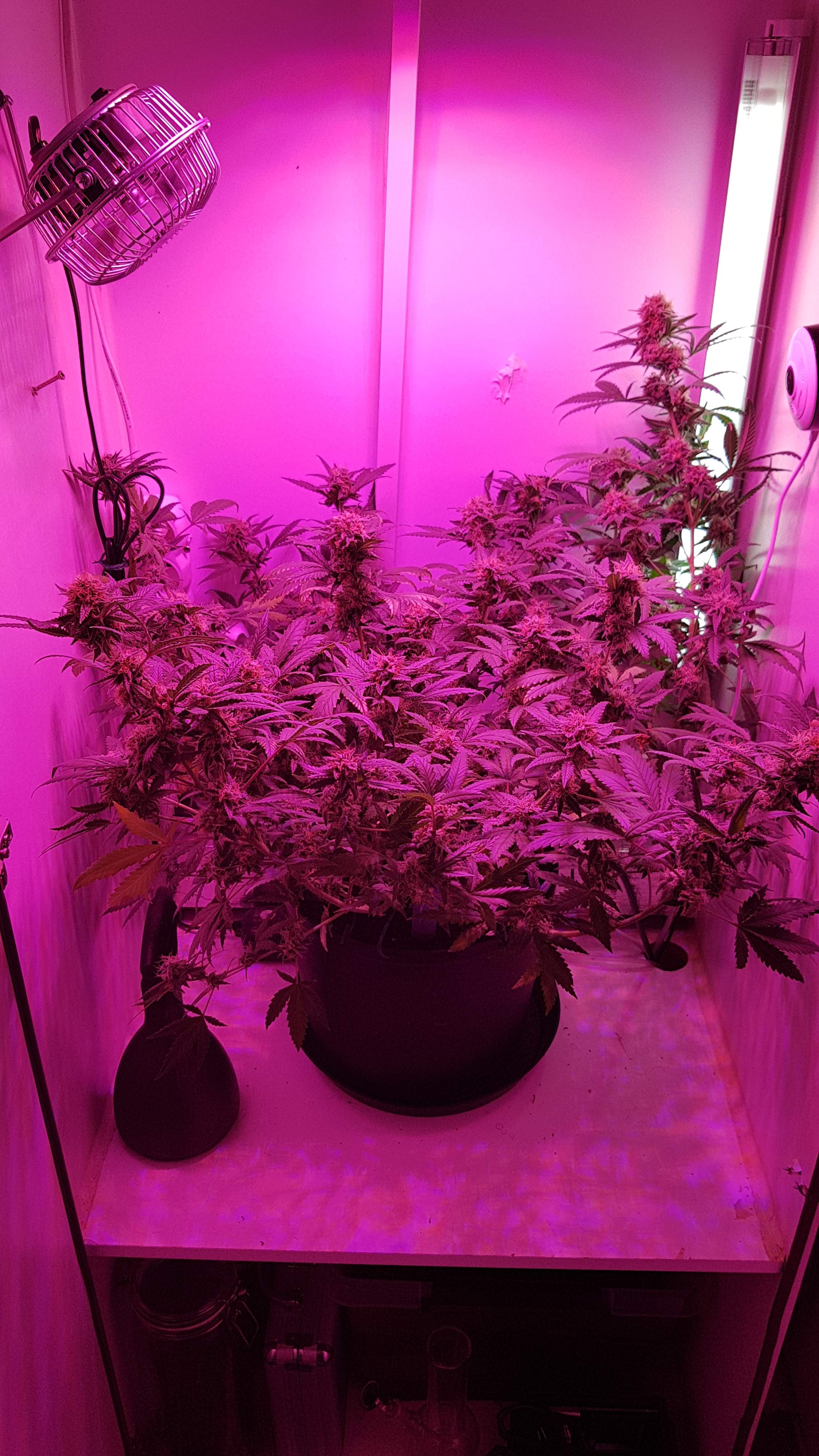 BulkSeedBank Northern Light grow diary (journal) week13 by unknown