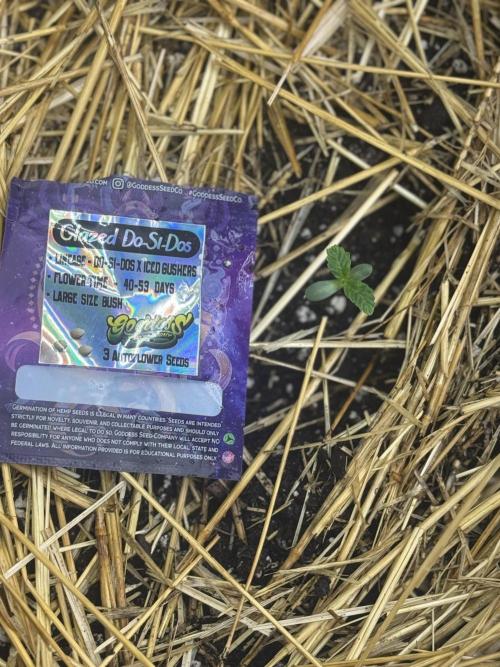 Going Hard In The Pot. Week 1 - This is the lone survivor. 