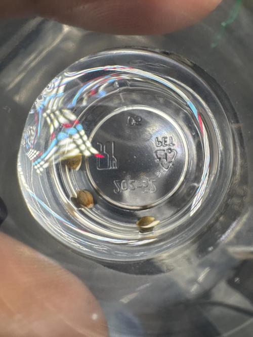 Auto H20 with Co2. Round one. Week 0 - All three successful