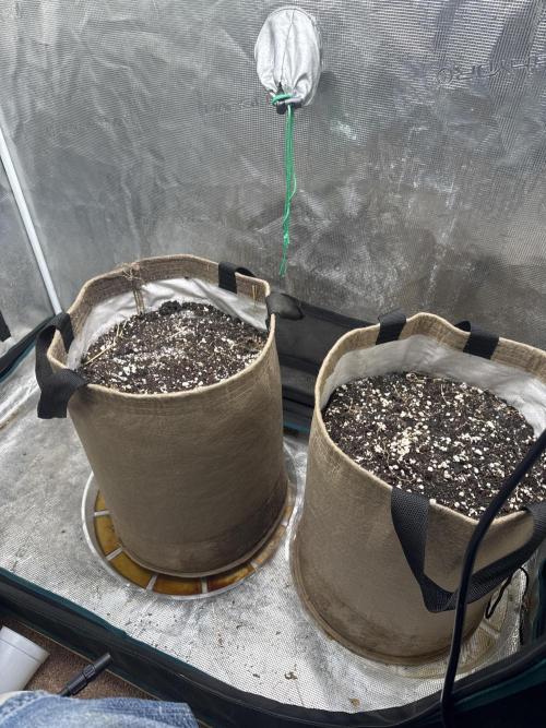 Auto H20 with Co2. Round one. Week 0 - Two puts ready to grow