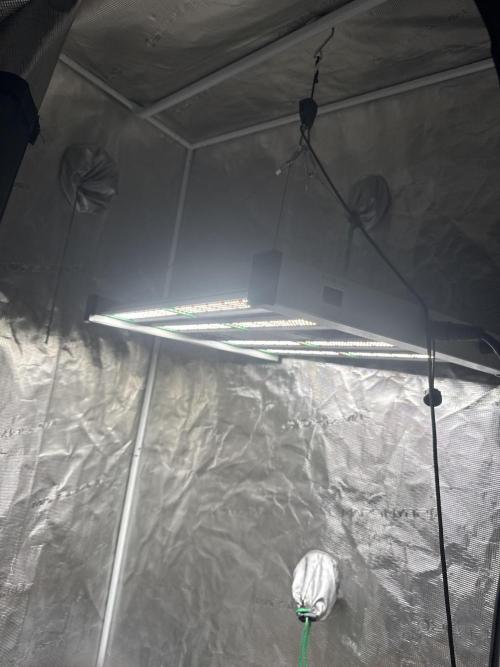 Auto H20 with Co2. Round one. Week 0 - Light down low now