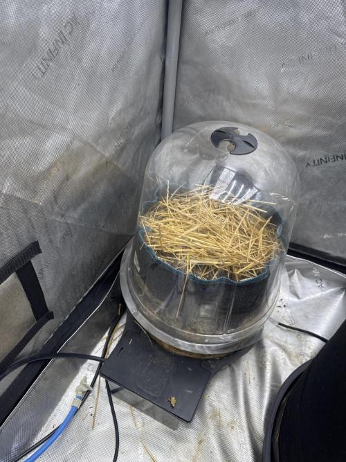 Auto H20 with Co2. Round one. Week 0 - Since all three popped I’m going to pop one in this five gallon autopot. 