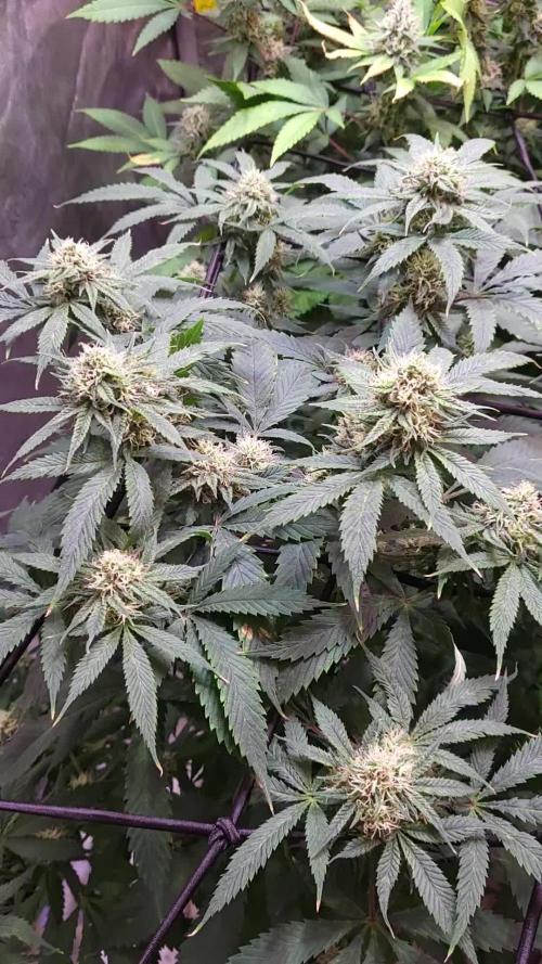 JOANNE'S CBD / ROYAL QUEEN SEEDS 