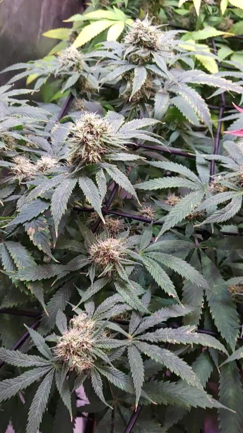 JOANNE'S CBD / ROYAL QUEEN SEEDS 