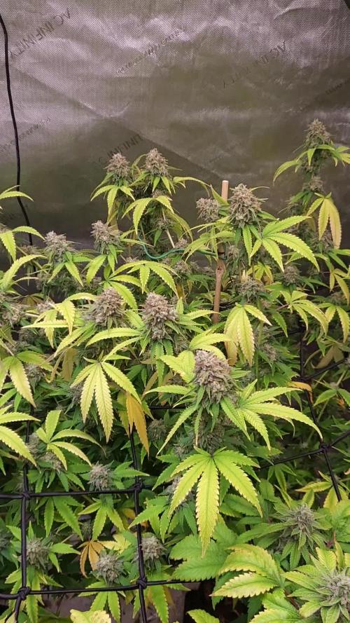 DIVINE OG KUSH   / DIVINE SEEDS 