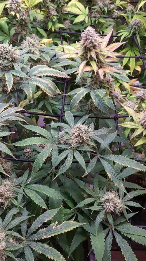 JOANNE'S CBD / ROYAL QUEEN SEEDS 