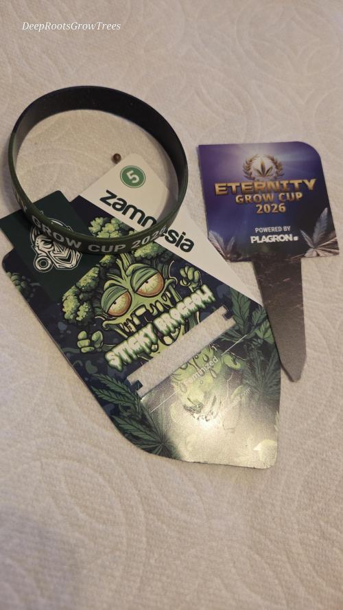 STICKY BROCCOLI 🥦 PLAGRON. Week 0