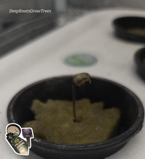 STICKY BROCCOLI 🥦 PLAGRON. Week 0