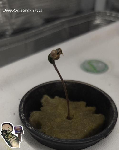 STICKY BROCCOLI 🥦 PLAGRON. Week 0