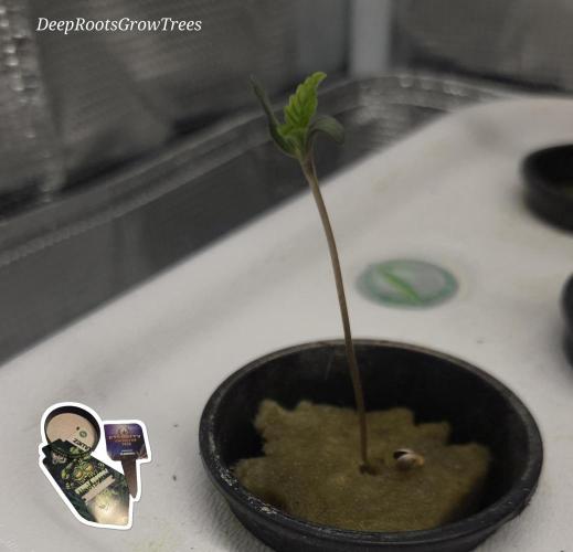 STICKY BROCCOLI 🥦 PLAGRON. Week 0